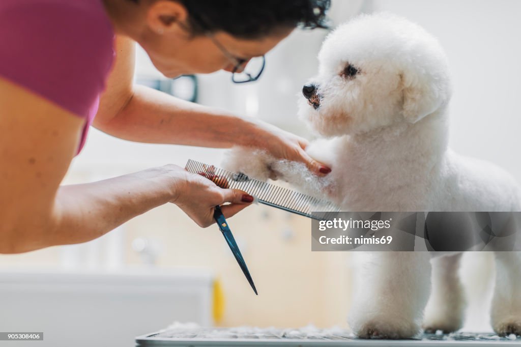 Female dog groomer brushing a bichon frise dog