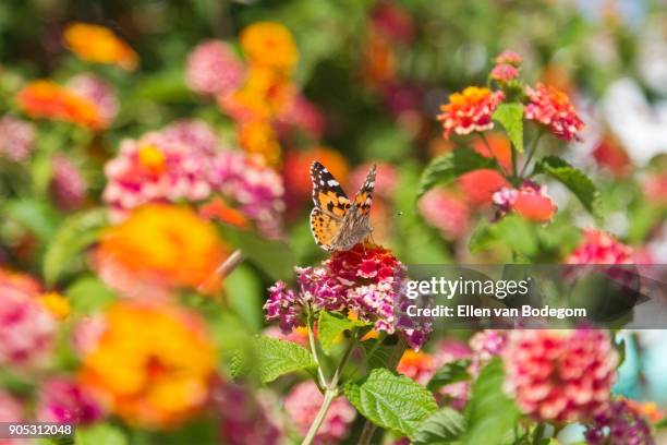 painted lady butterfly on blooming bush of lantana flowers - painted lady butterfly stock pictures, royalty-free photos & images