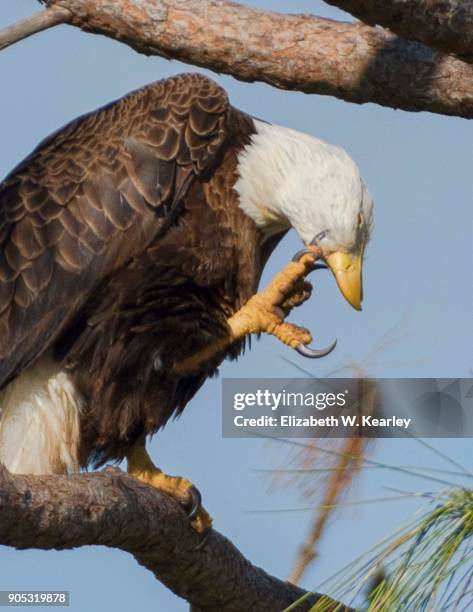 Eagle Scratch Math 163 Eagle Scratch Stock Photos, High-Res Pictures, and Images - Getty ...