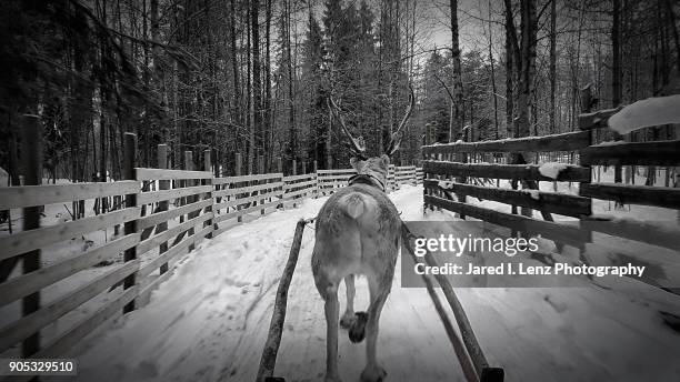 reindeer sleigh ride in black and white - rovaniemi fotografías e imágenes de stock