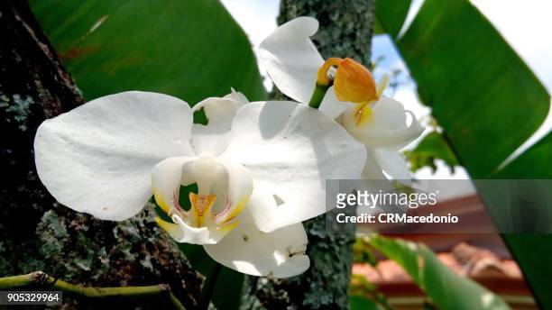 a beautiful white orchid of the phalaenopsis. - crmacedonio fotografías e imágenes de stock