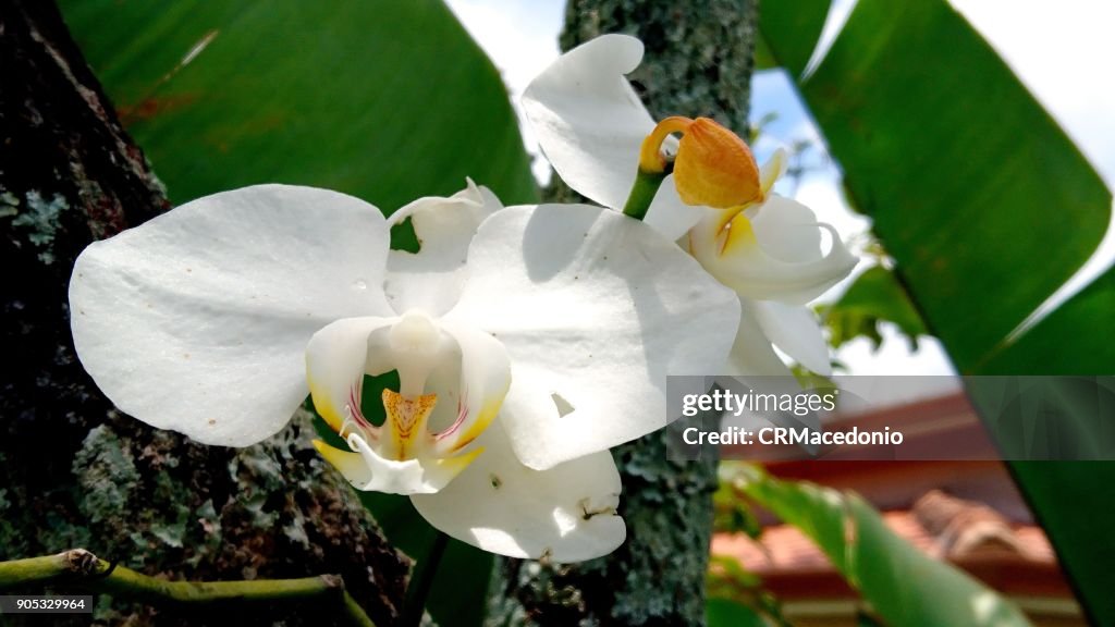 A beautiful white orchid of the phalaenopsis.