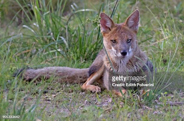 zorro gris - gray fox stock-fotos und bilder