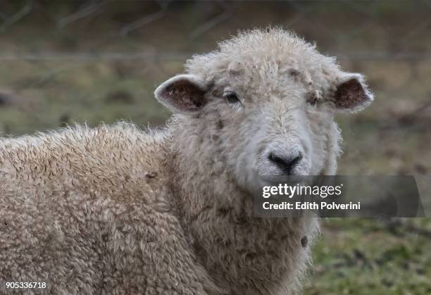 retrato de oveja - oveja stock-fotos und bilder