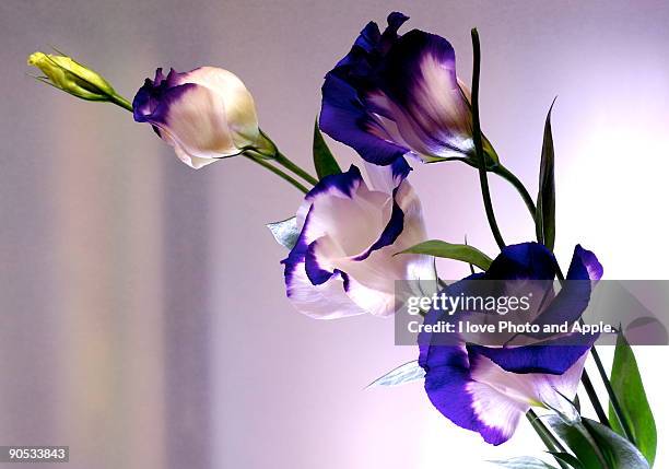 prairie gentian - lisianthus bildbanksfoton och bilder