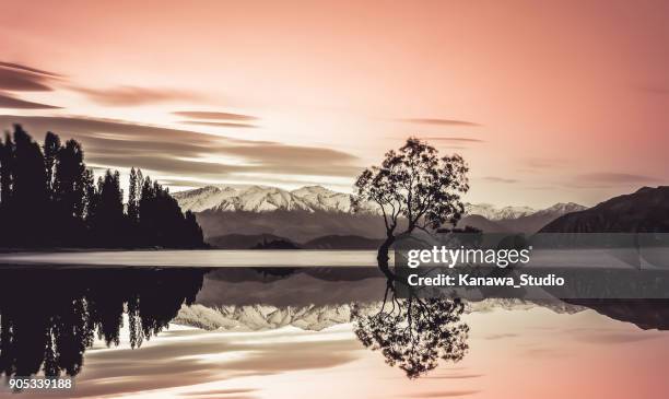 schöner baum des lake wanaka - see lake wanaka stock-fotos und bilder