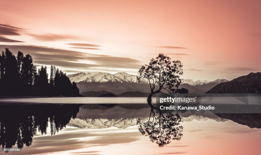 Beautiful tree of lake Wanaka