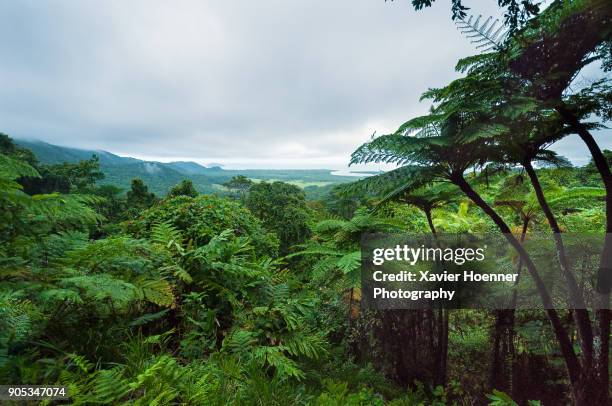 Daik Tree 1,424 National Park Daintree Stock Photos, High-Res Pictures, and ...