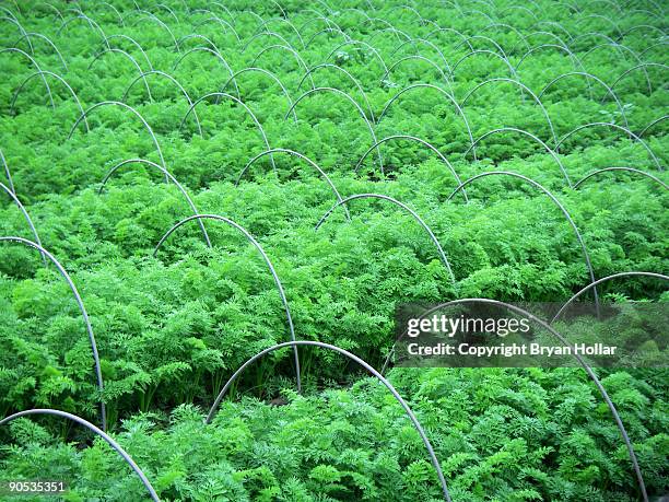 multiple rows of green plants - nerima stock pictures, royalty-free photos & images