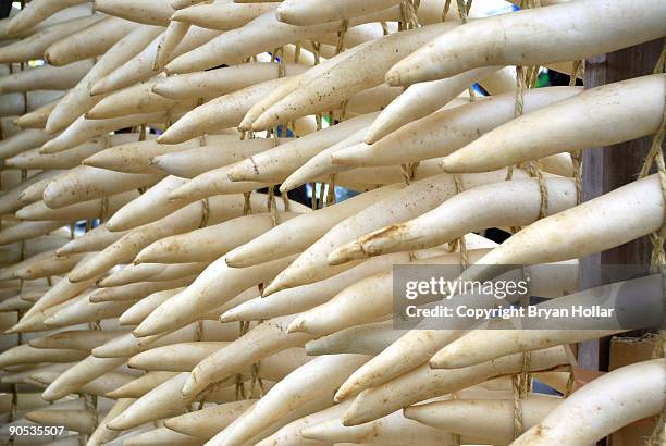 japanese radishes hanging in a repetitive pattern - nerima stock pictures, royalty-free photos & images