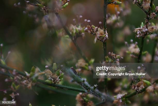 close up of flowery plant with unusual depth - nerima stock pictures, royalty-free photos & images