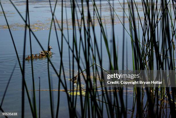 a family of ducks swim behind reeds - kelsey california stock pictures, royalty-free photos & images