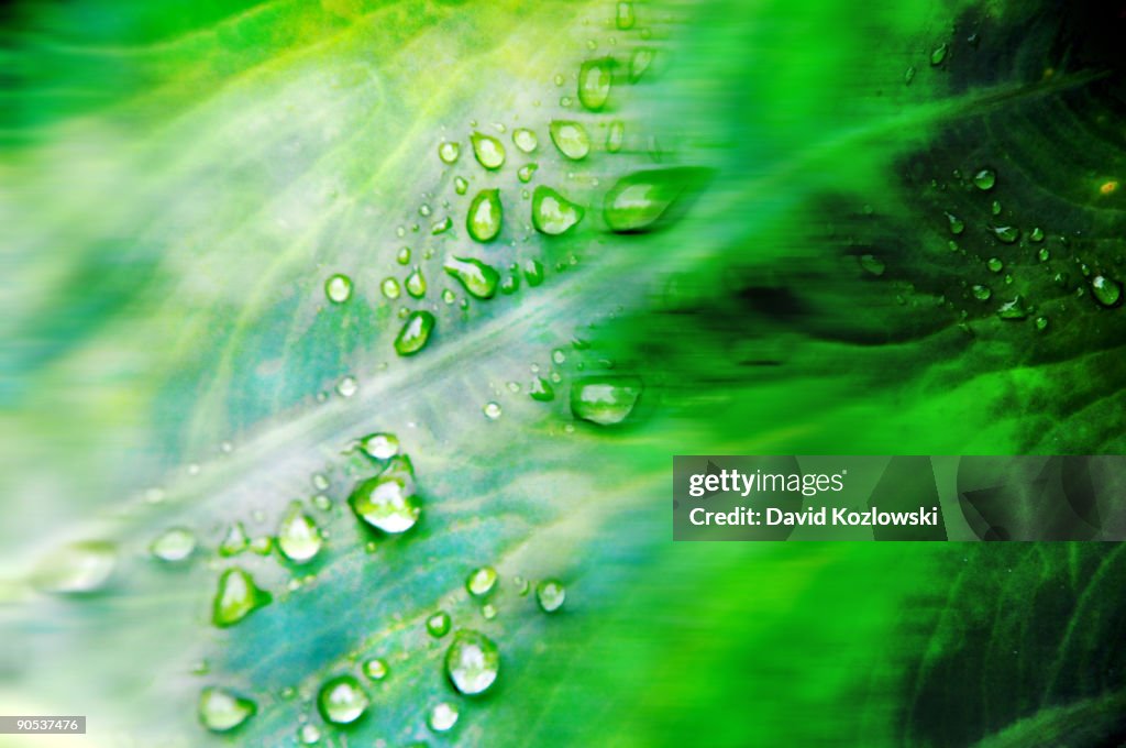 Raindrops Floral Vegetation Green Taro