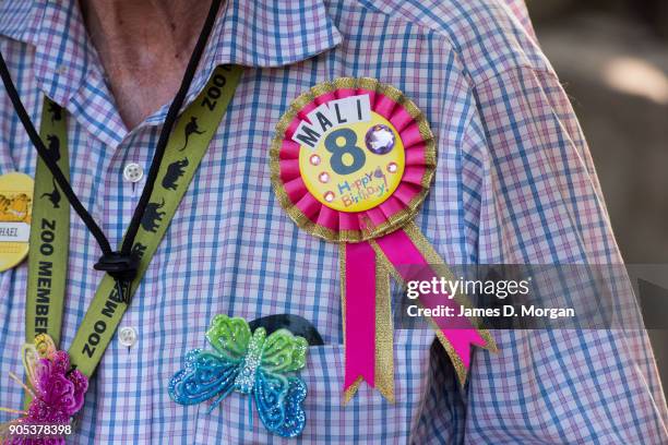 Man wears an eighth birthday rosette to celebrate Mali's birthday at Melbourne Zoo on January 16, 2018 in Melbourne, Australia. Mali was born on...