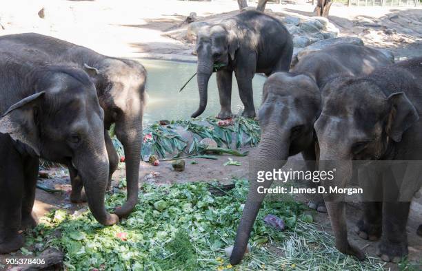 Celebrating her eighth birthday, Mali with her herd at Melbourne Zoo on January 16, 2018 in Melbourne, Australia. Mali was born on January 16 the...