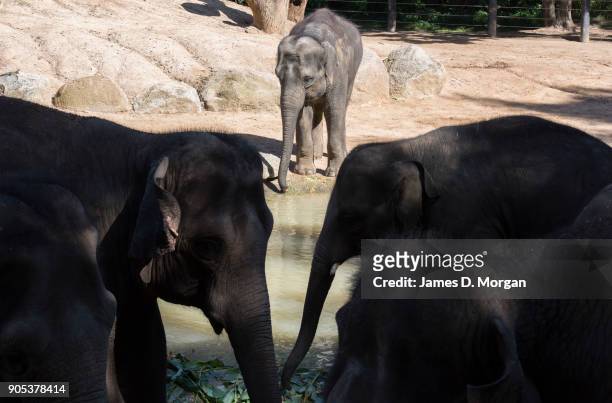Celebrating her eighth birthday, Mali with her herd at Melbourne Zoo on January 16, 2018 in Melbourne, Australia. Mali was born on January 16 the...
