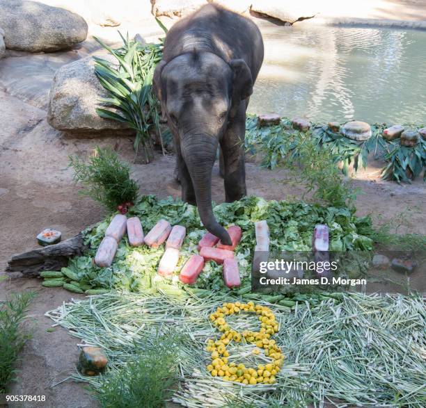 Celebrating her eighth birthday, Mali with a variety of fruit and vegetables served a birthday treat at Melbourne Zoo on January 16, 2018 in...