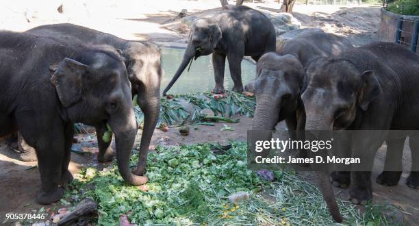 Celebrating her eighth birthday, Mali with her herd at Melbourne Zoo on January 16, 2018 in Melbourne, Australia. Mali was born on January 16 the...