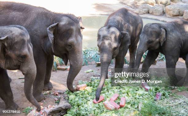 Celebrating her eighth birthday, Mali with her herd at Melbourne Zoo on January 16, 2018 in Melbourne, Australia. Mali was born on January 16 the...