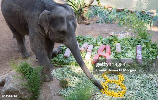 Celebrating her eighth birthday, Mali with a variety of fruit and vegetables served a birthday treat at Melbourne Zoo on January 16, 2018 in...