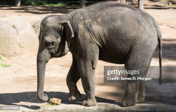 Celebrating her eighth birthday, Mali with her herd at Melbourne Zoo on January 16, 2018 in Melbourne, Australia. Mali was born on January 16 the...