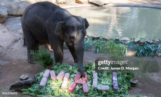 Celebrating her eighth birthday, Mali with a variety of fruit and vegetables served a birthday treat at Melbourne Zoo on January 16, 2018 in...