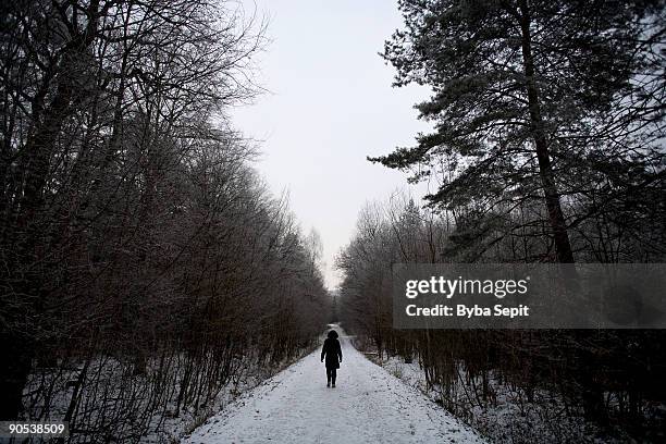 a person walking down frozen path in woods - presov stock pictures, royalty-free photos & images
