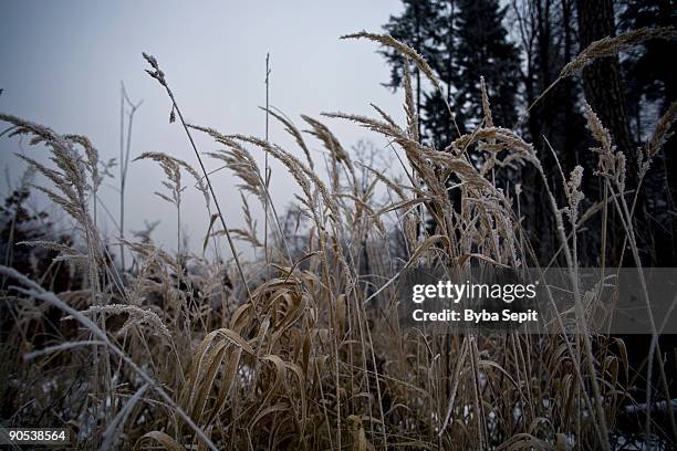 frozen tall grass in winter landscape - presov stock pictures, royalty-free photos & images
