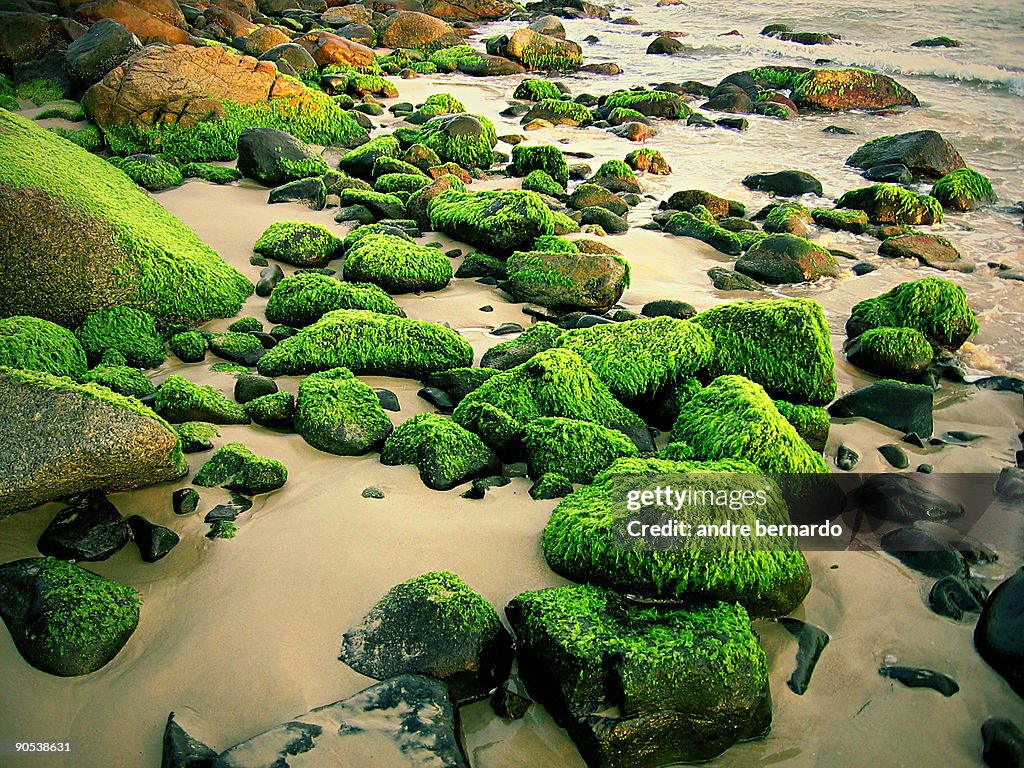 Beach rocks covered with seaweed