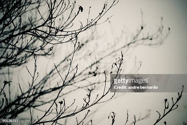 dead tree branch - garopaba stock pictures, royalty-free photos & images