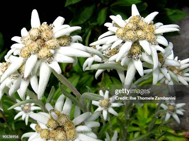 edelweiß - edelweiss flower stock pictures, royalty-free photos & images