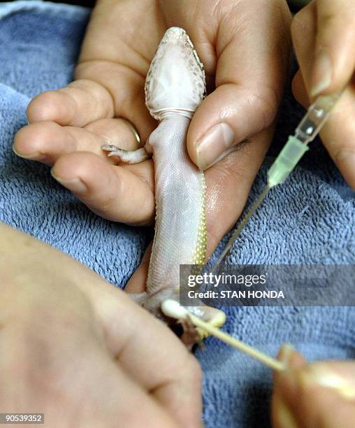 An abscess on the leg of "Tucker", a Pogona Vitticeps lezard, is cleaned at the Center for Avian & Exotic Medicine, 26 May in New York. The center is...