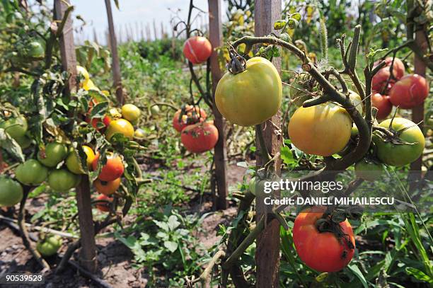 File picture of Bio culture of tomatoes taken in Dor Marunt village, 70km east from Bucharest, on August 18, 2009. In 2009 000 hectares were used for...