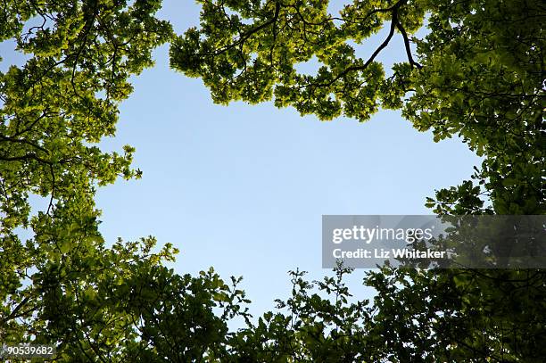 woodland canopy - directly below tree stock-fotos und bilder