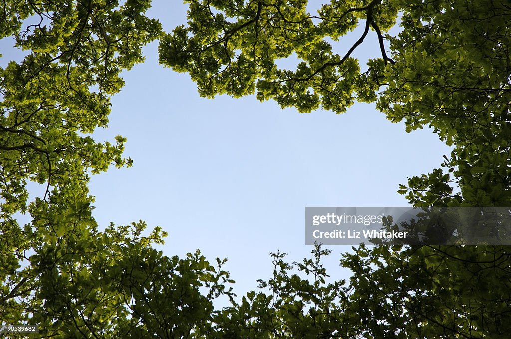Woodland canopy