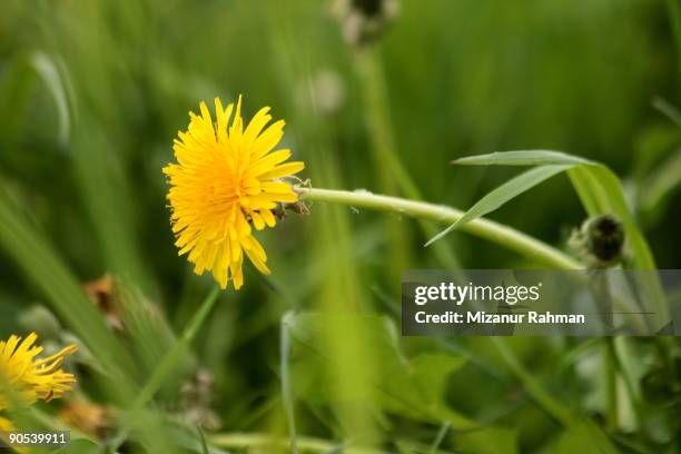 an yellow dandelion with long stem on grass - long stem flowers stockfoto's en -beelden