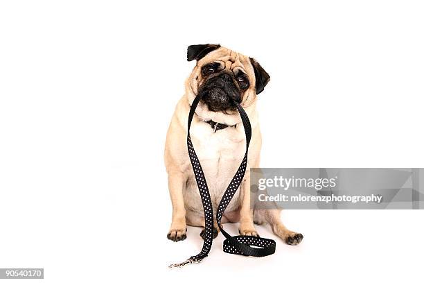 pug holding leash in her mouth - haustierleine stock-fotos und bilder
