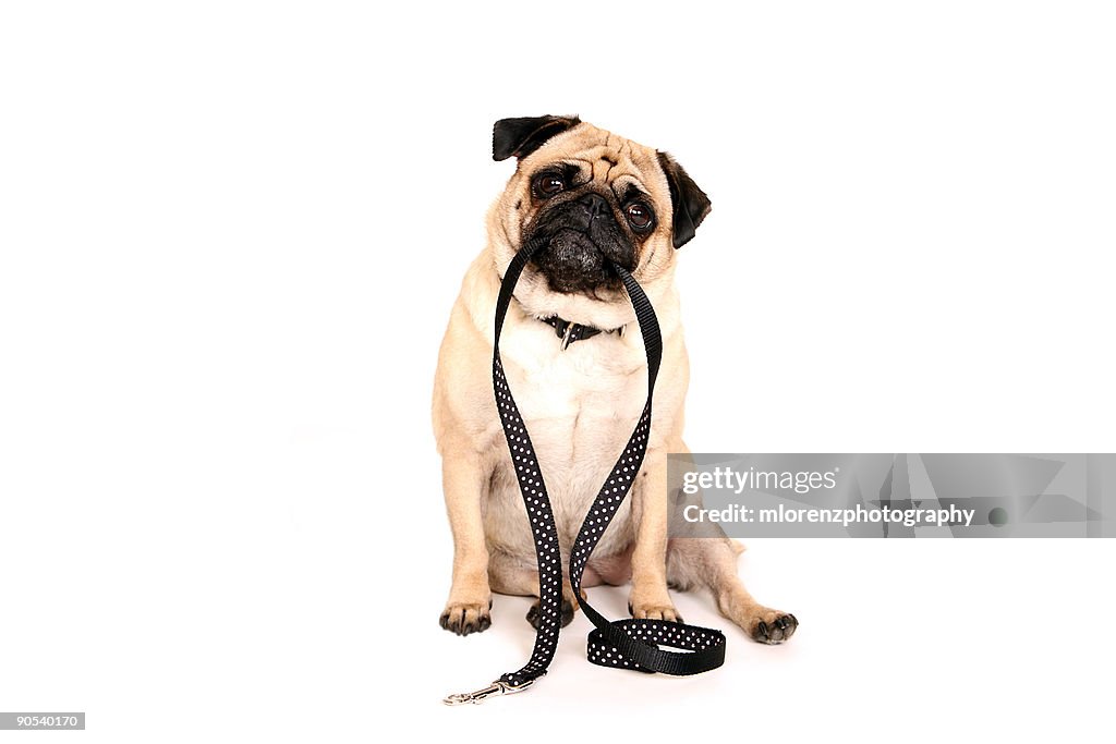 Pug Holding Leash In Her Mouth