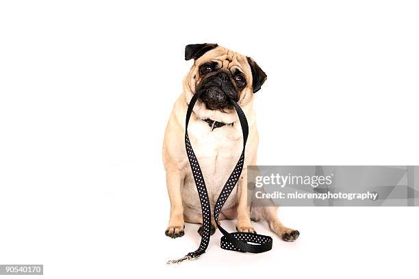 pug holding leash in her mouth - dog leash stock pictures, royalty-free photos & images