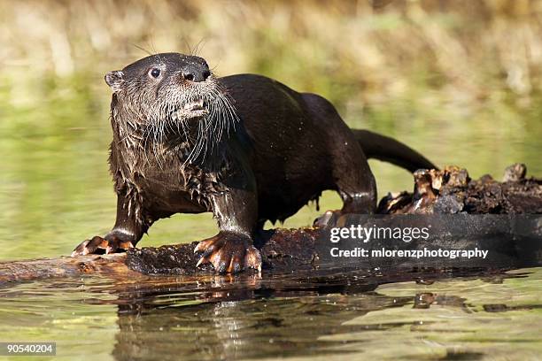 river otter on log - river otter fotografías e imágenes de stock