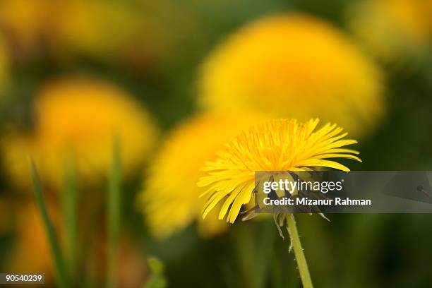 yellow dandelion  - mizanur rahman stock pictures, royalty-free photos & images