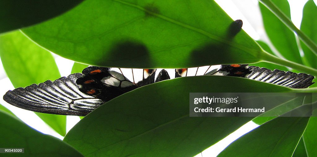 A butterfly between two leaves