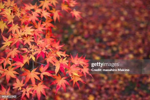 red japanese maple leaves - japanese maple stockfoto's en -beelden
