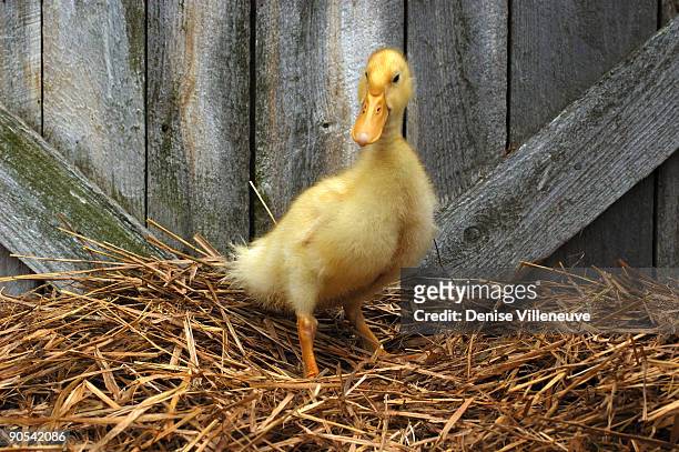 136 Duck Straw Stock Photos, High-Res Pictures, and Images - Getty Images