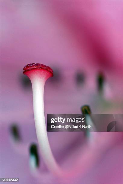 stigma - leaf epidermis stock pictures, royalty-free photos & images