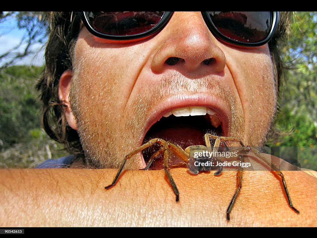 Eating a Huntsman Spider