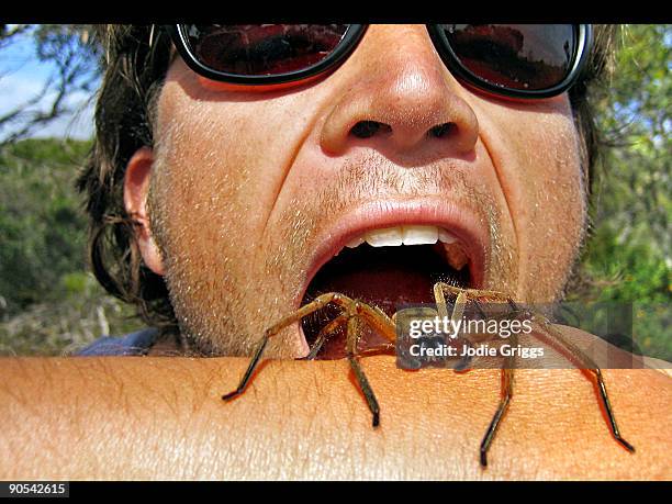 eating a huntsman spider - huntsman spider - fotografias e filmes do acervo