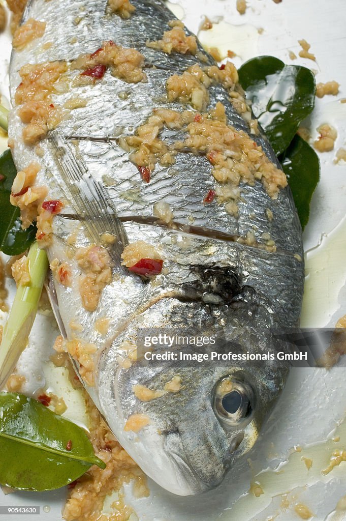 Marinated gilthead bream with lemon grass, close up