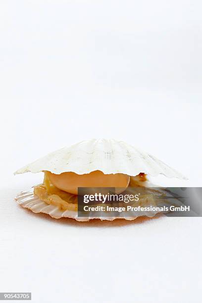 scallop in the shell, close up - muschel close up studioaufnahme stock-fotos und bilder