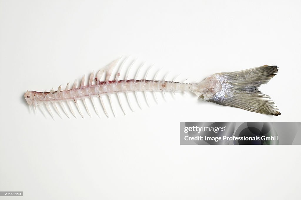 Salmon trout skeleton on white background, close up